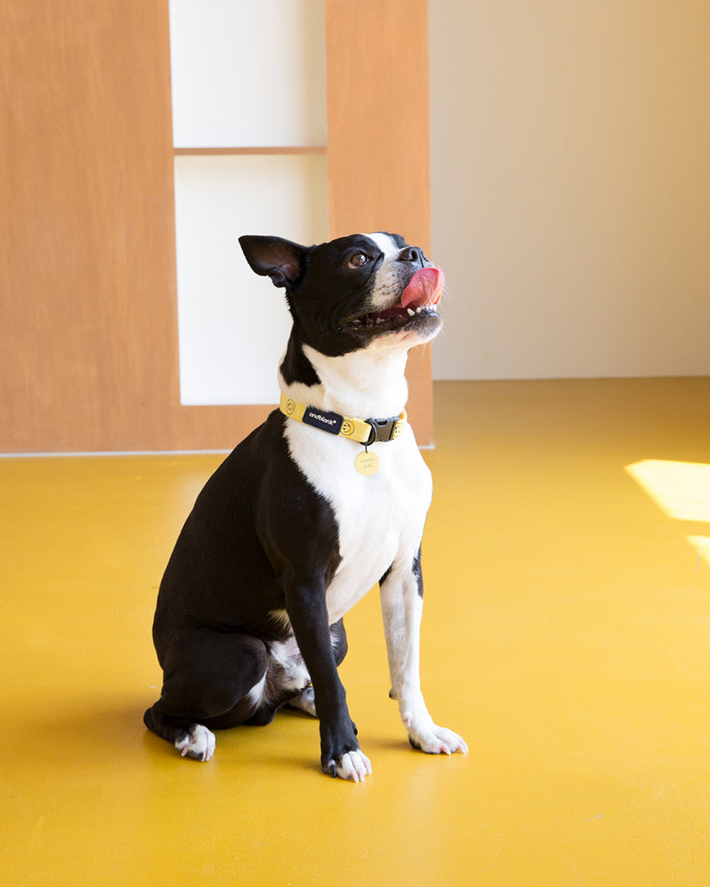 Smile Edition . Yellow . Collar