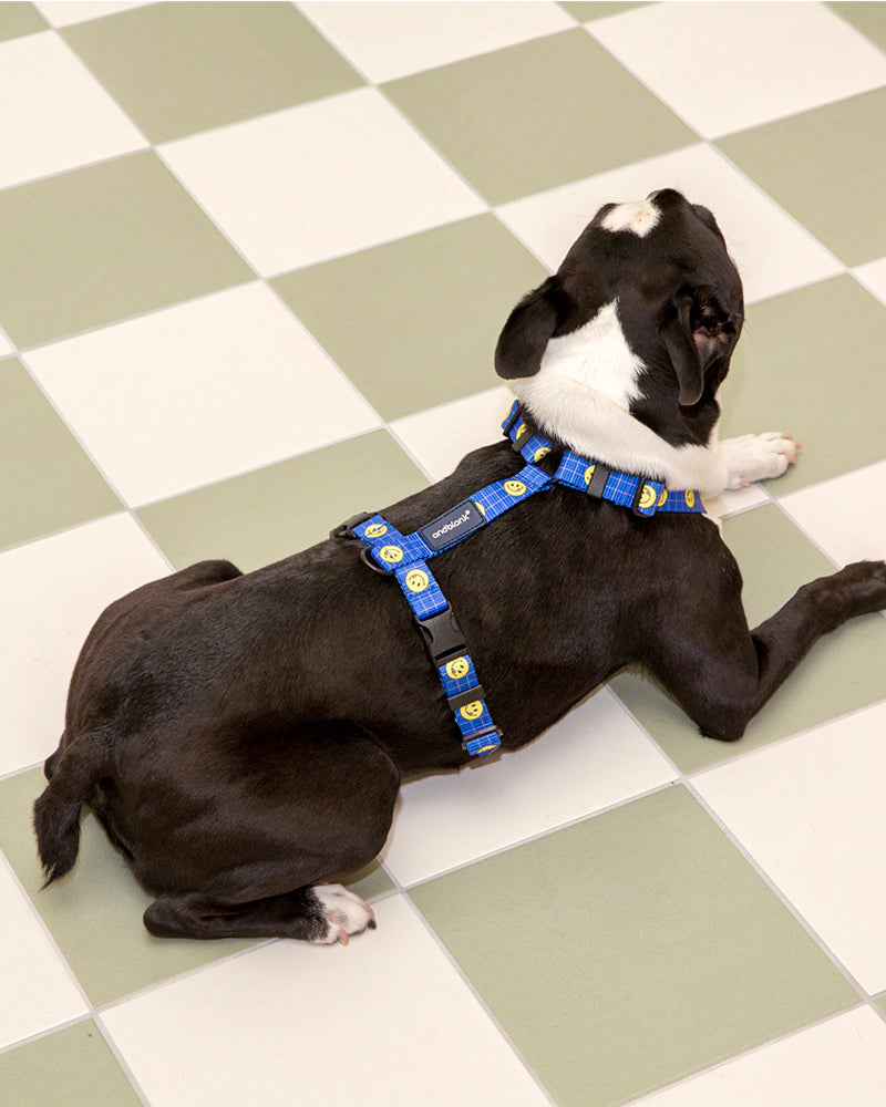 Smile Edition . Blue . Harness