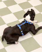 Smile Edition . Blue . Harness