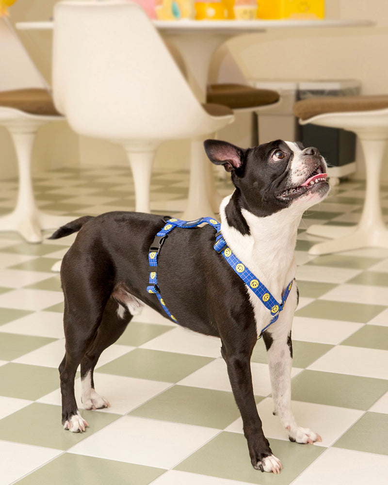 Smile Edition . Blue . Harness