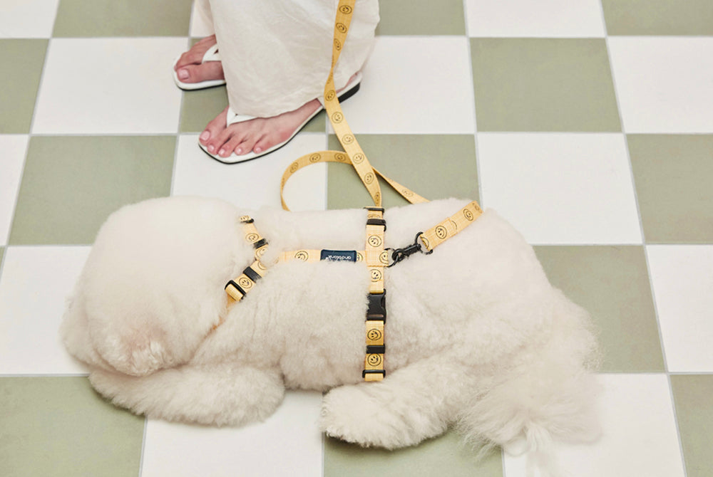 Smile Edition . Yellow . Harness & Leash Set