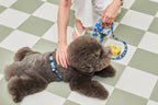 Smile Edition . Blue . Leash