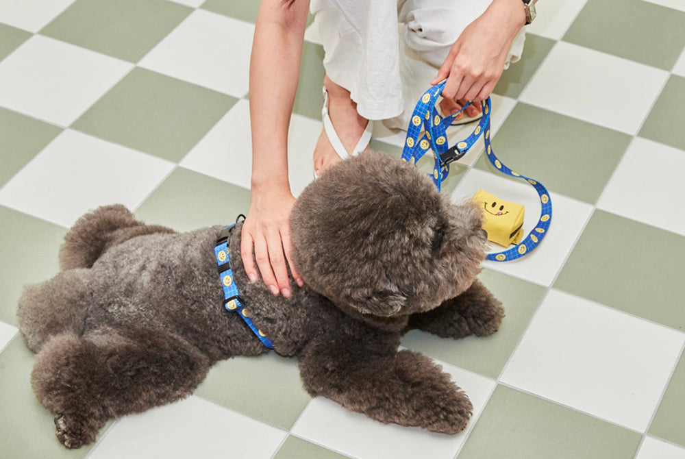 Smile Edition . Blue . Harness & Leash Set