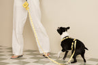 Smile Edition . Yellow . Leash