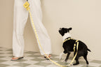 Smile Edition . Yellow . Harness & Leash Set