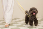 Smile Edition . Yellow . Leash