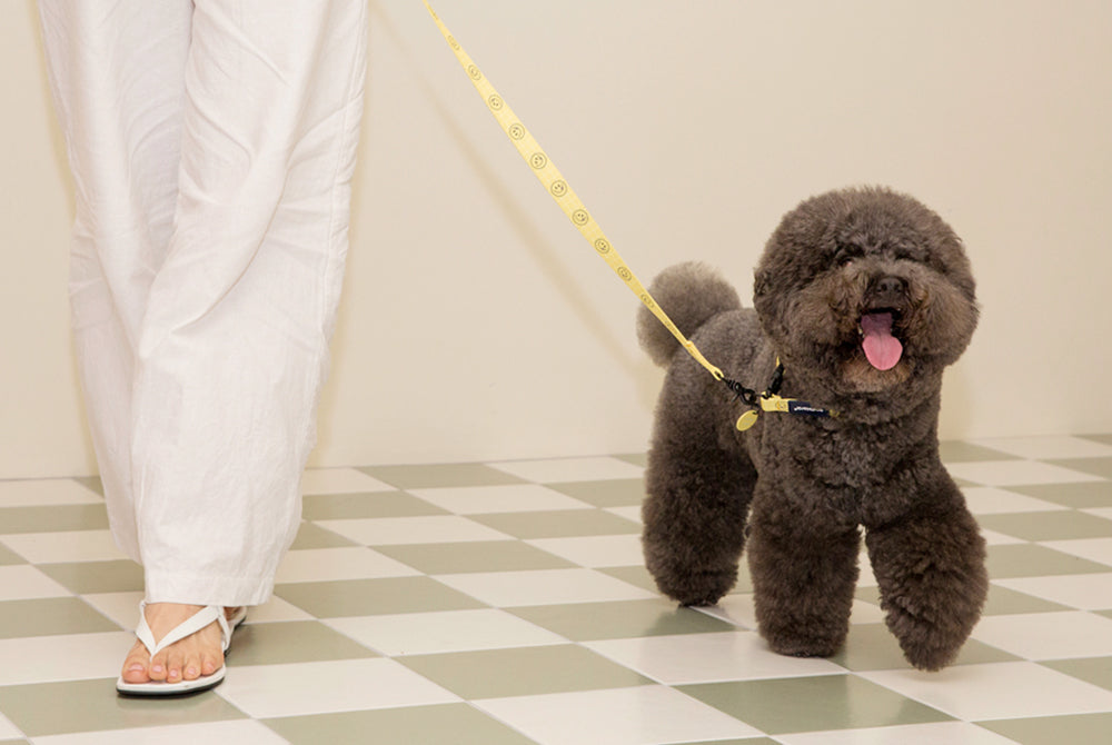 Smile Edition . Yellow . Leash