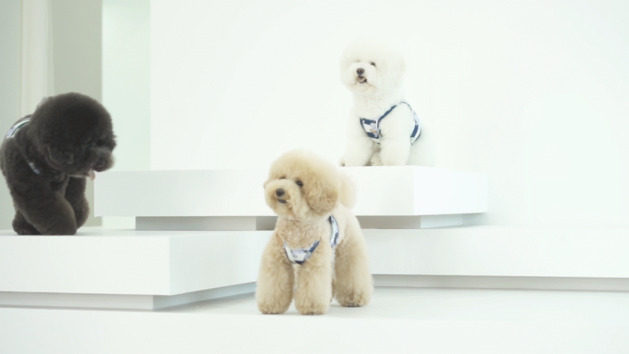 Aloha Hippo Crop Tee . Navy